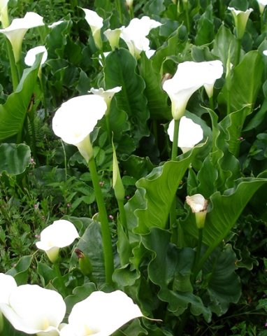 Zantedeschia aethiopica leaves